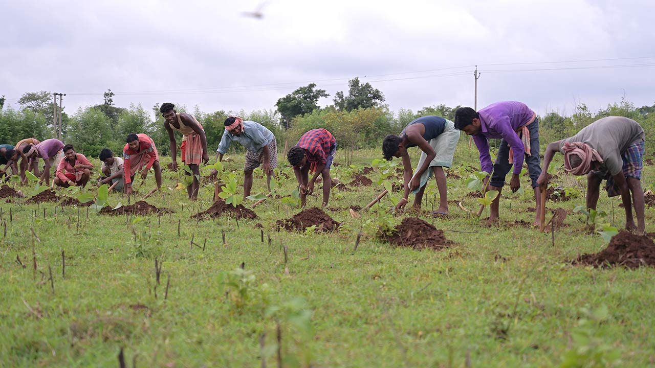 Des hommes indiens plantent des arbres.