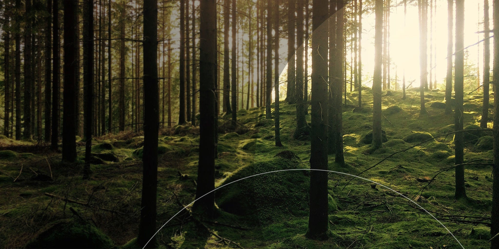 Des arbres dans une forêt brumeuse.