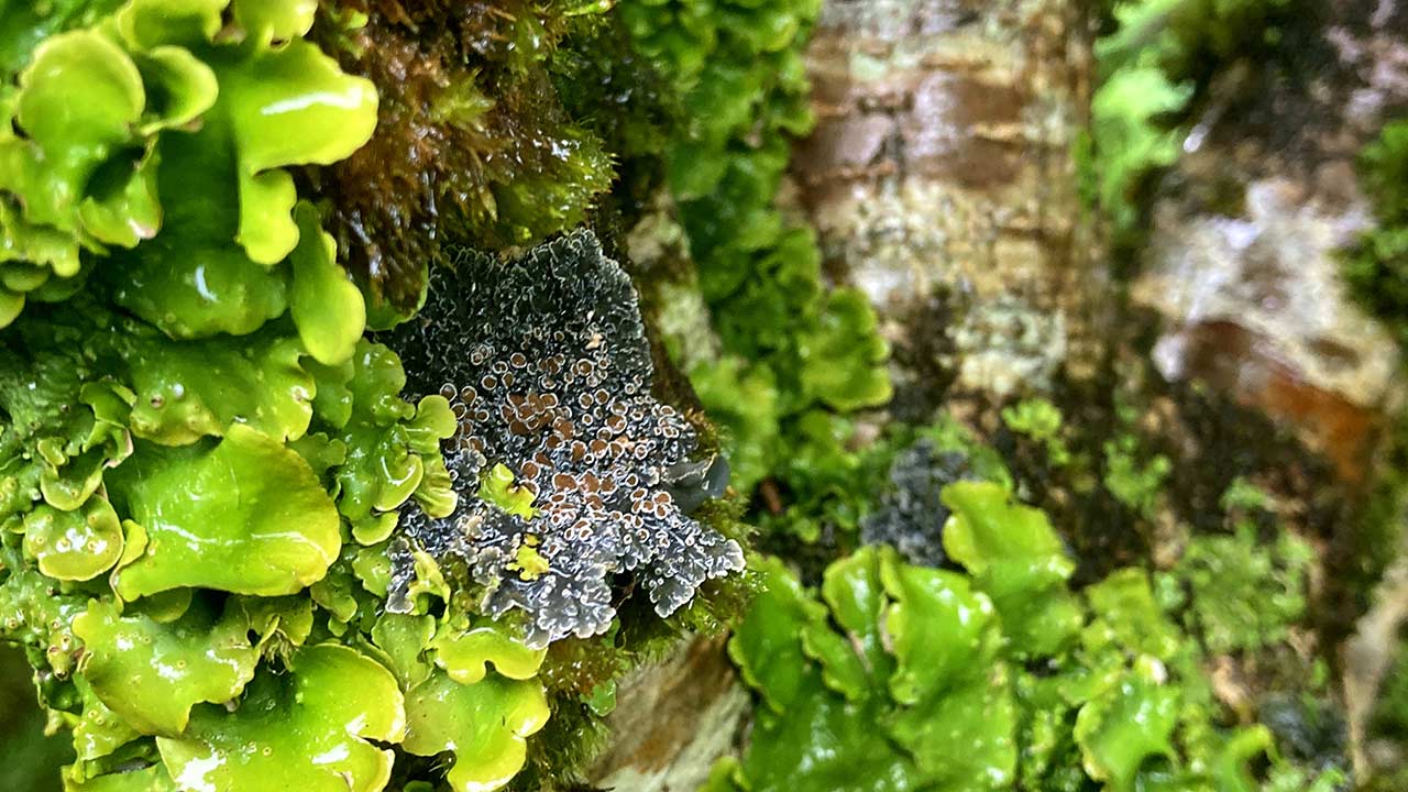 Lichens pulmonaires écaillés à yeux rouges.