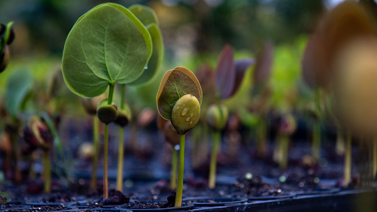 Plantes en croissance, Brésil.