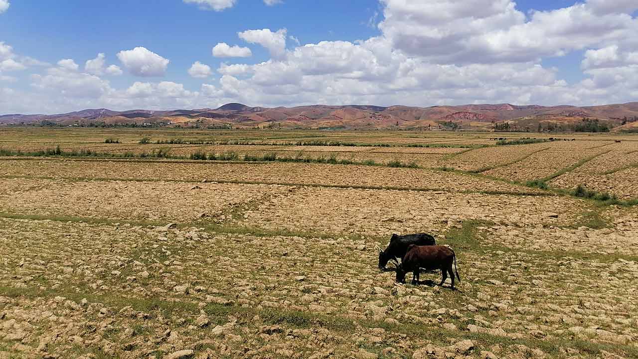 Madagascar, rizière sèche dans le bassin versant.