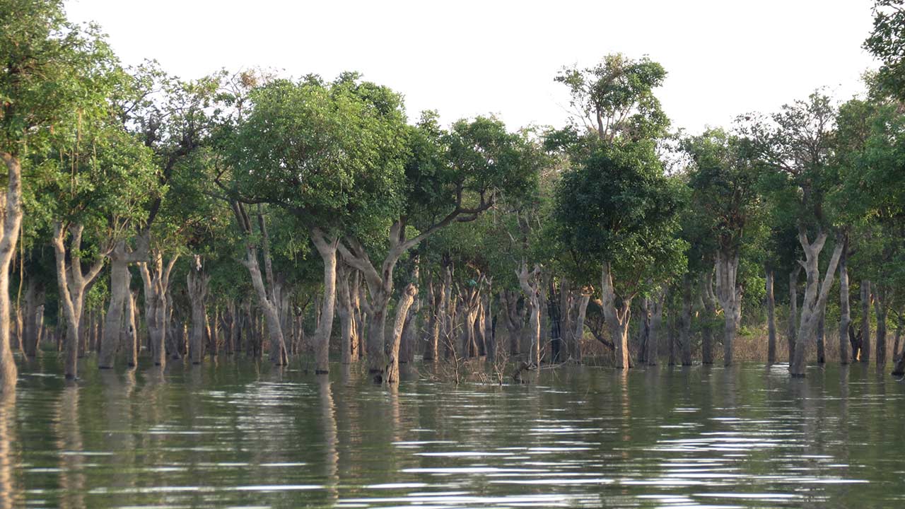 La forêt inondée du lac Tonlé Sap.
