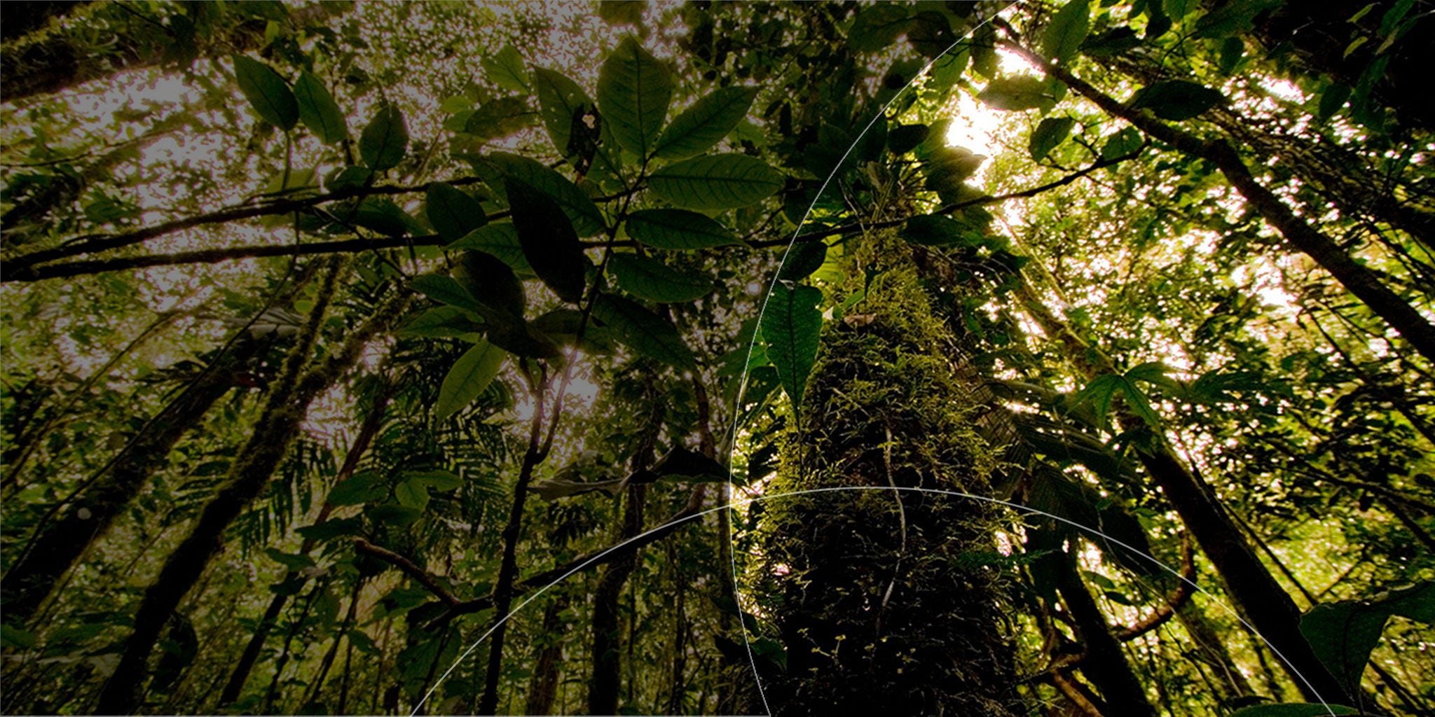 A dense forest.