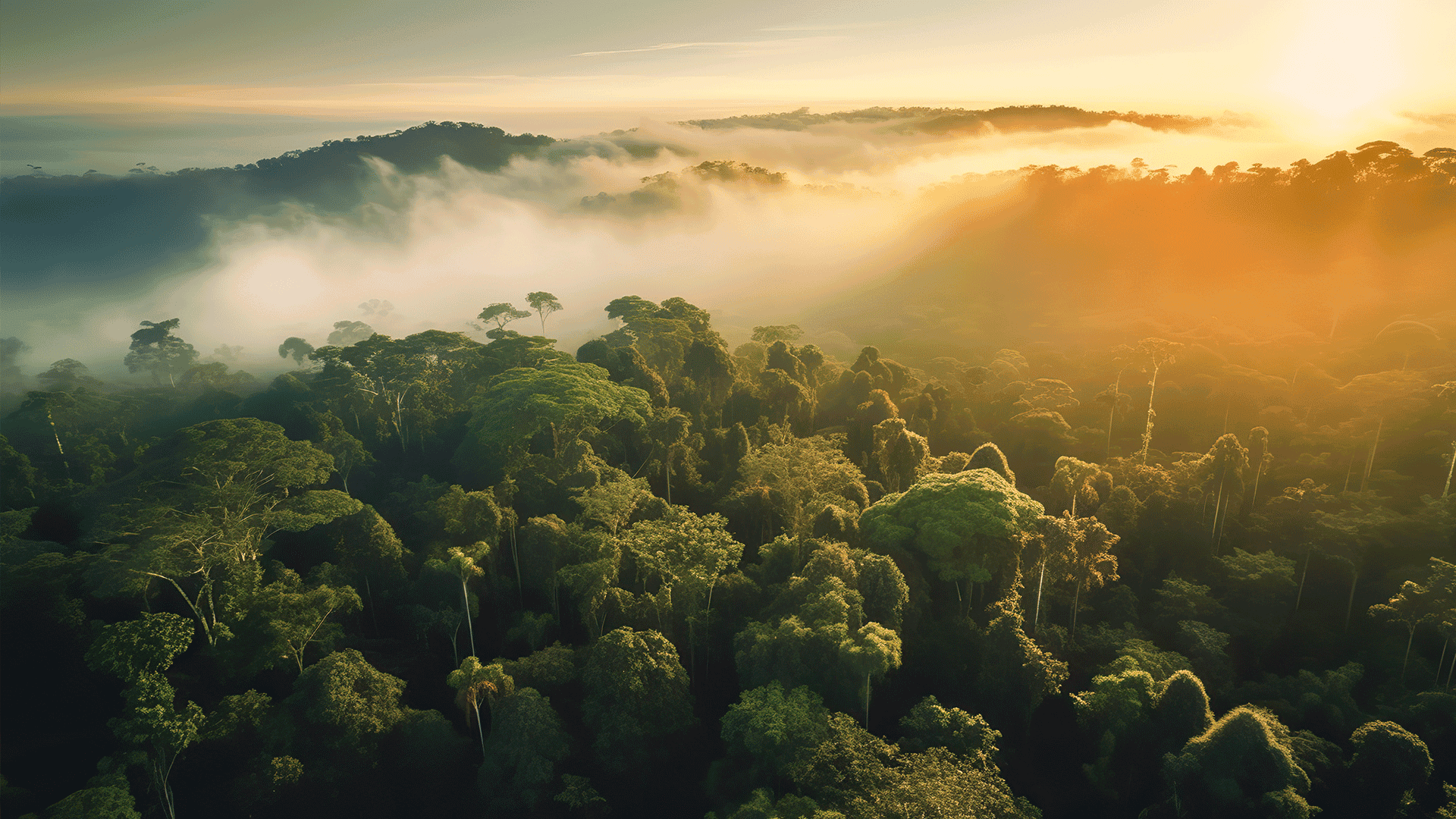 Vista aérea de una selva tropical brumosa.
