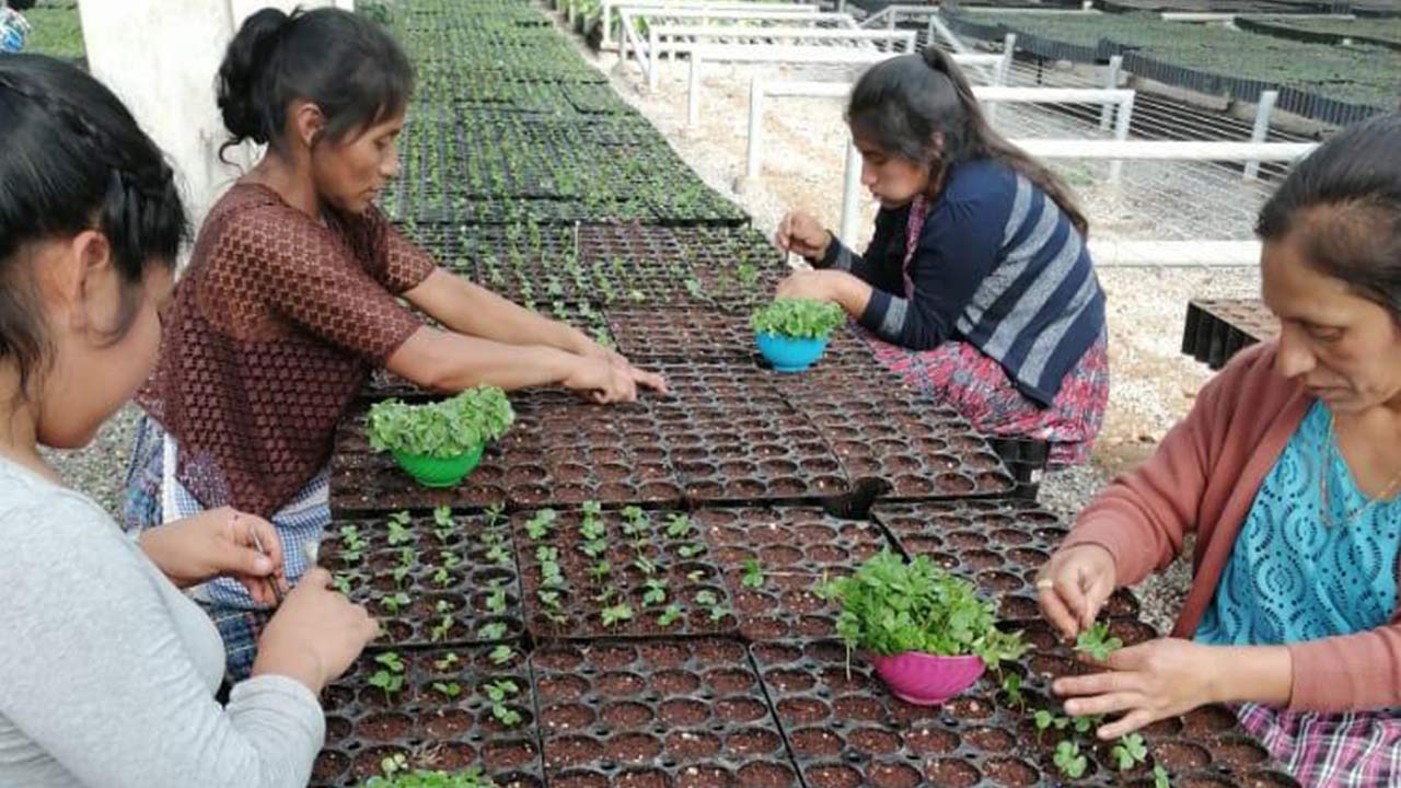 Des femmes travaillant dans une pépinière d'arbres.