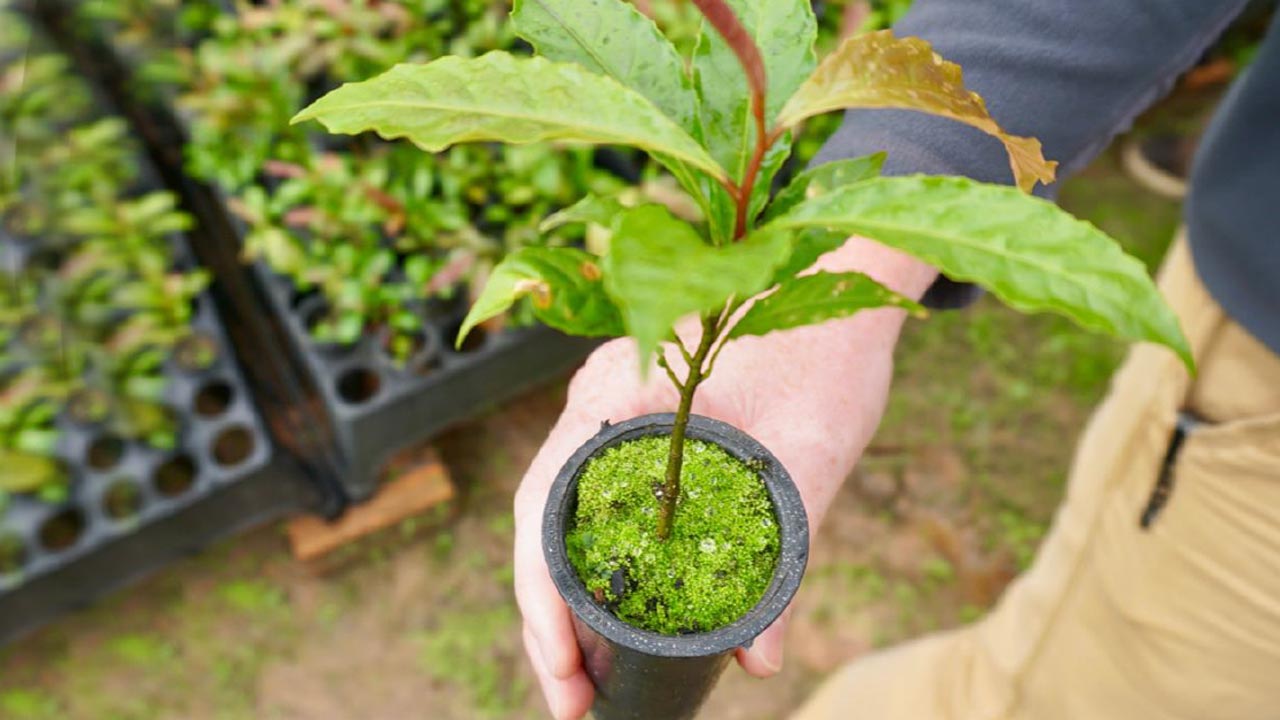 Main tenant une petite plante dans un pot noir