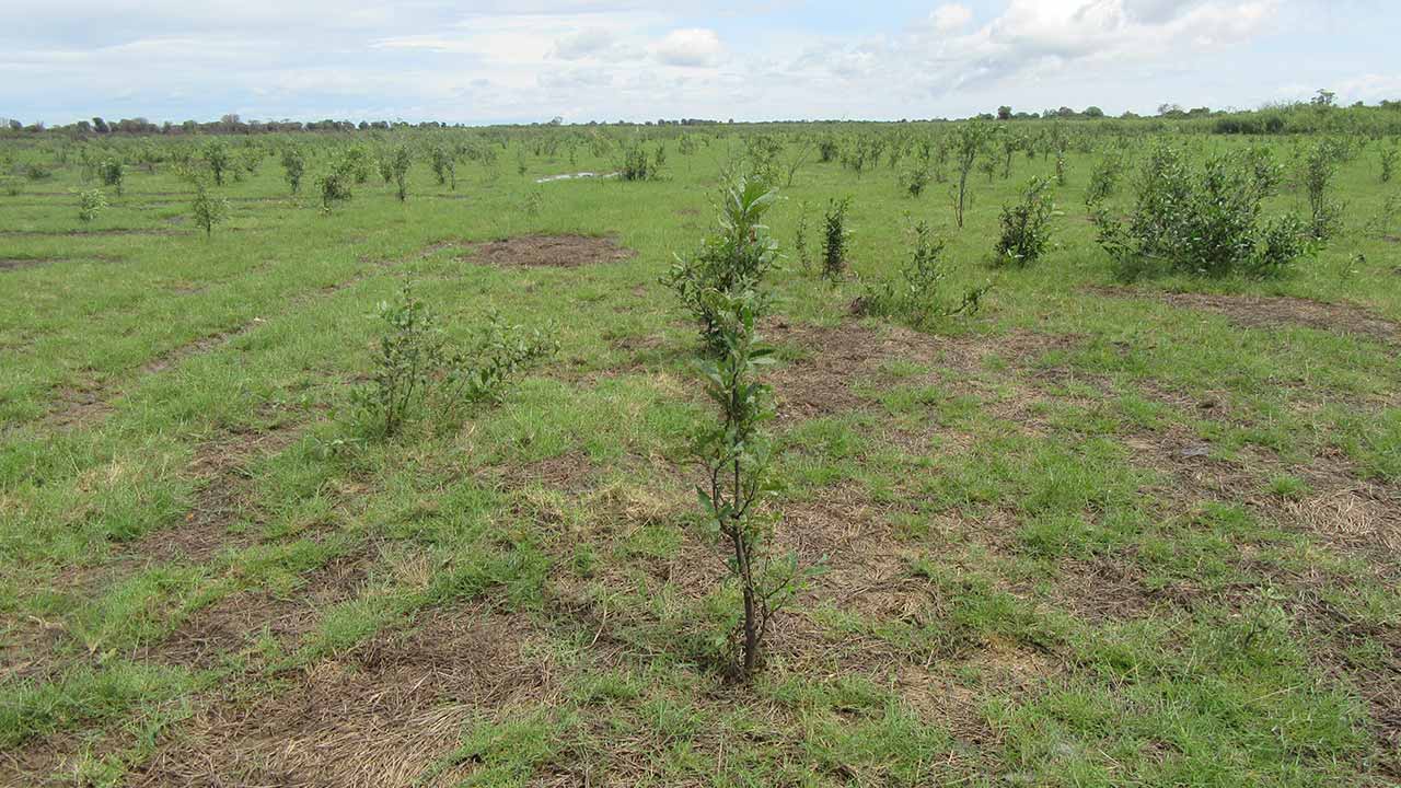 Restauration des forêts au Cambodge.