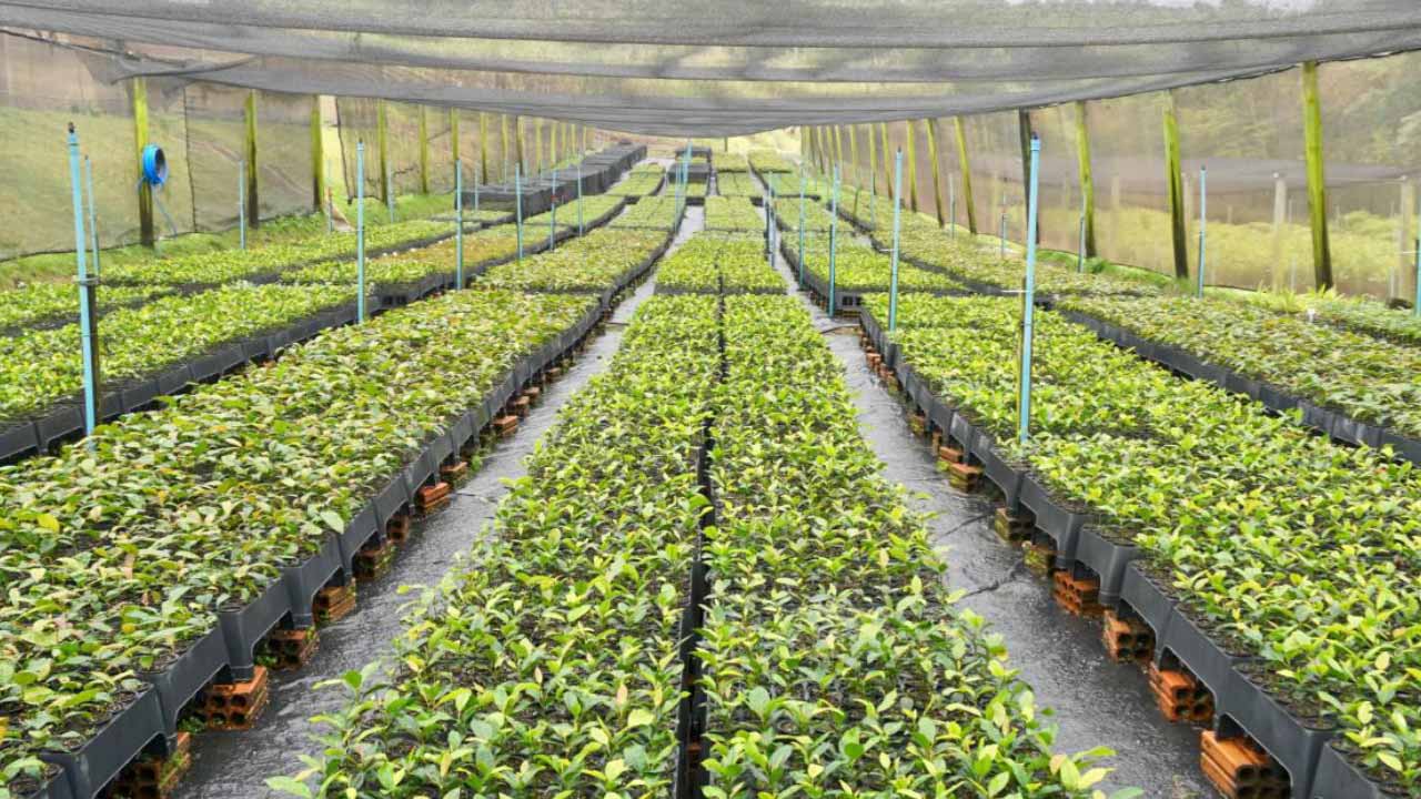 De longues rangées de plantes dans une grande serre.