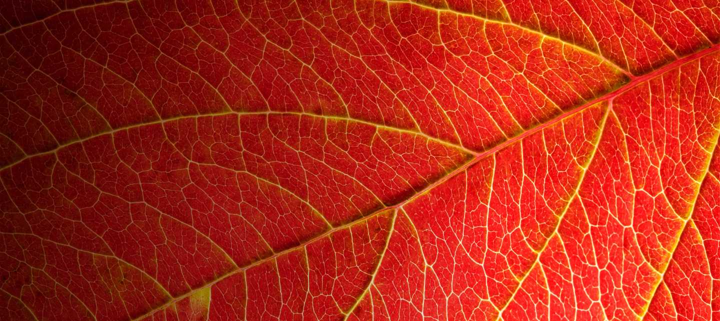 A close up of a red leaf