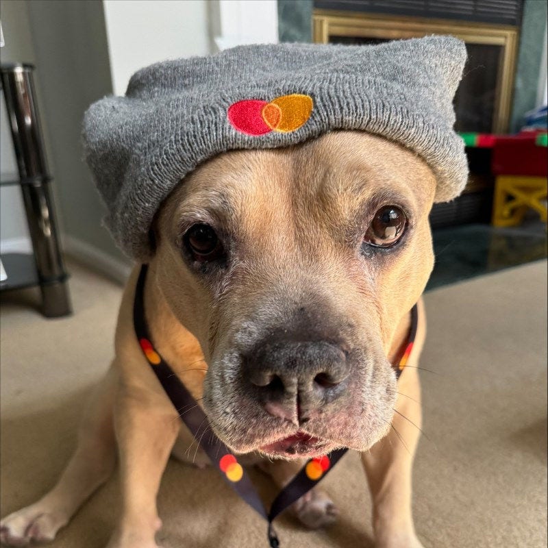 A dog wears a gray knit cap with the Mastercard logo and a Mastercard lanyard. 