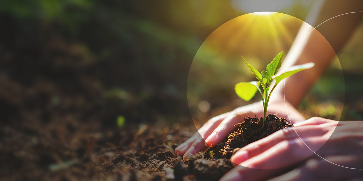 Se está plantando una pequeña planta.