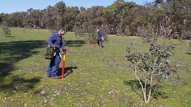 Les membres de Greening Australia plantent des arbres.