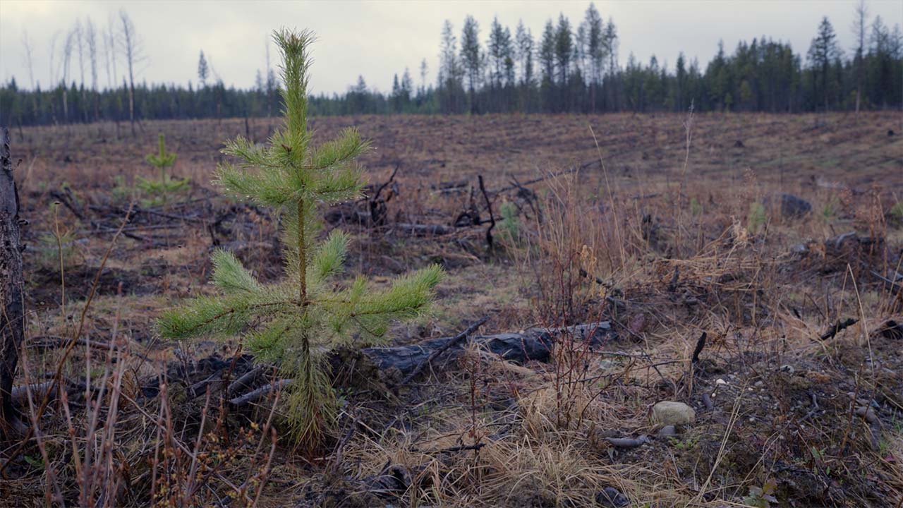 Zone touchée par les feux de forêt, Canada.