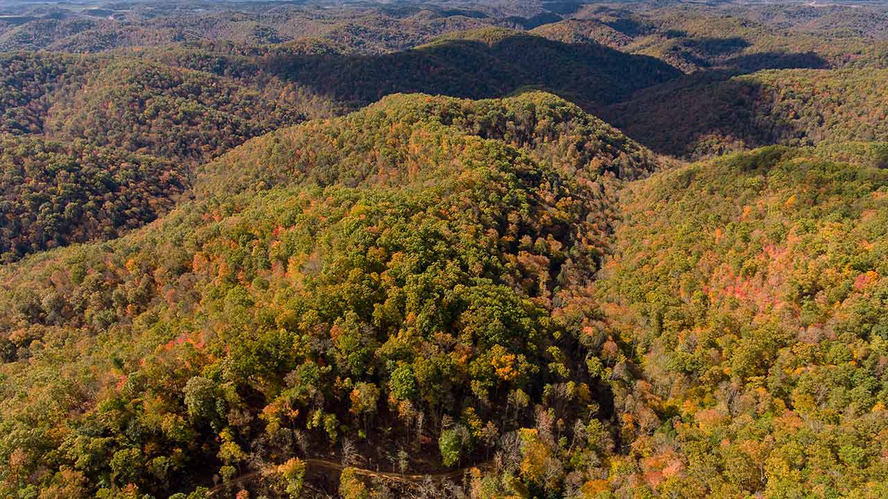 Forêt de l'est du Kentucky aux États-Unis.