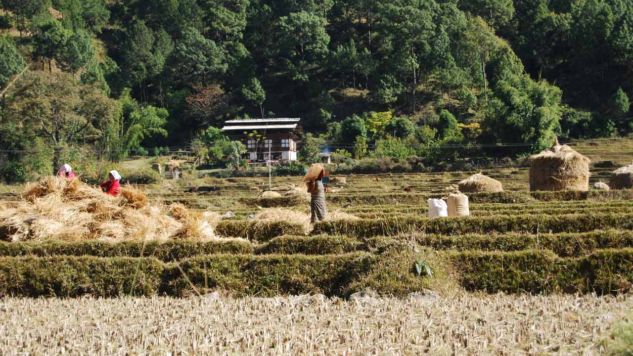 Inde, terrain du district de Darjeeling.