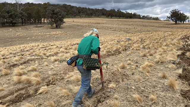 Une personne plantant des arbres, en Australie.