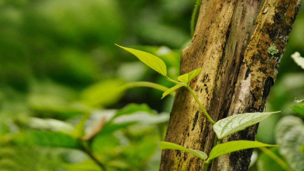 Un gros plan sur une branche d’arbre et quelques feuilles vertes