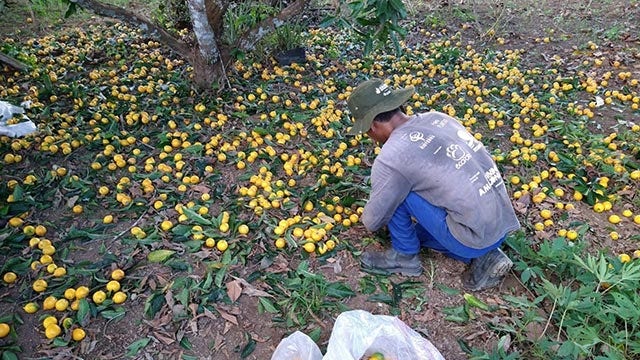 Cueillette de citrons au Brésil.