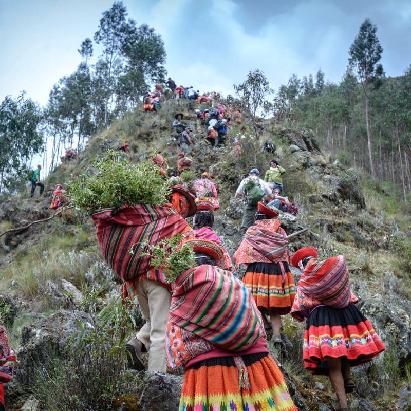 Afiliados a las comunidades indígenas de los Altos Andes caminan por una empinada ladera de la montaña cargando árboles jóvenes para plantar. 