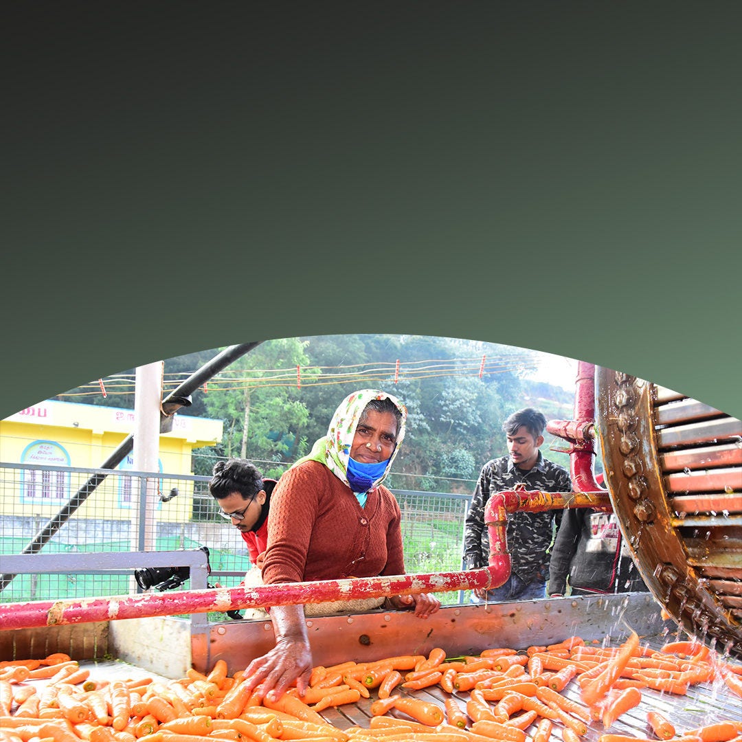 A woman working at a carrot washing machine.
