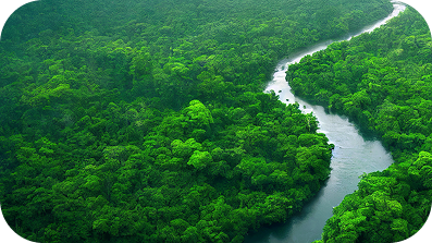 Ariel view of a river going through a dense forest