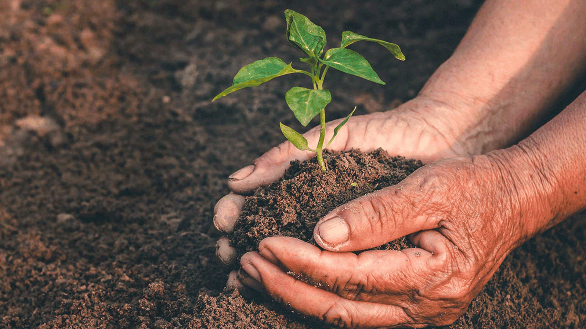 Manos colocando una pequeña planta en el suelo. 
