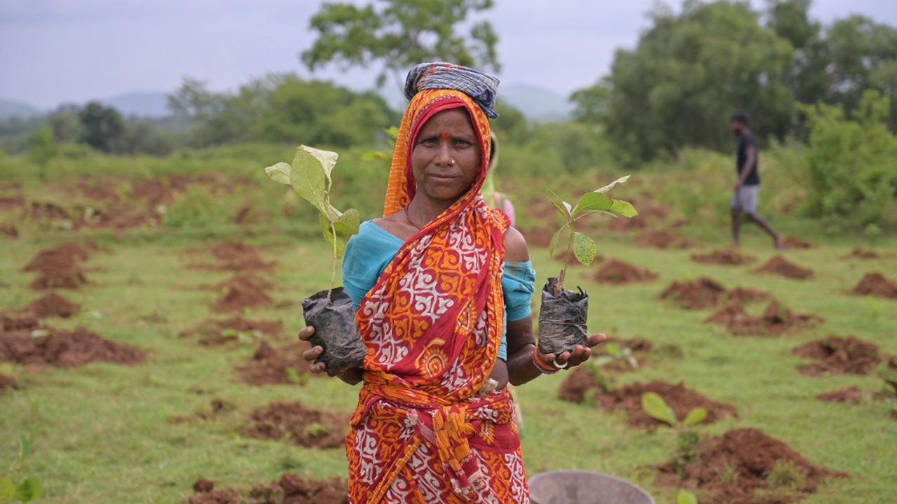 Femme indienne avec des semis d'arbres.